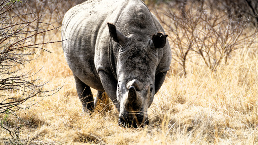 �1756594 �������(a): ����������:3680x2070